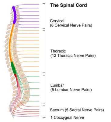 The Spinal Cord - Johns Hopkins